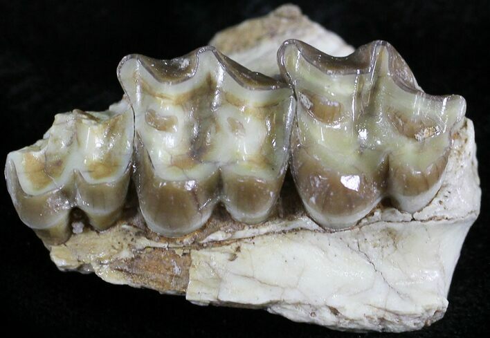 Oligocene Horse (Mesohippus) Jaw Section #25070